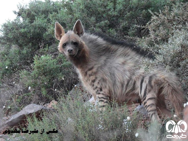 کفتار حیوانی پنجه‌رو است